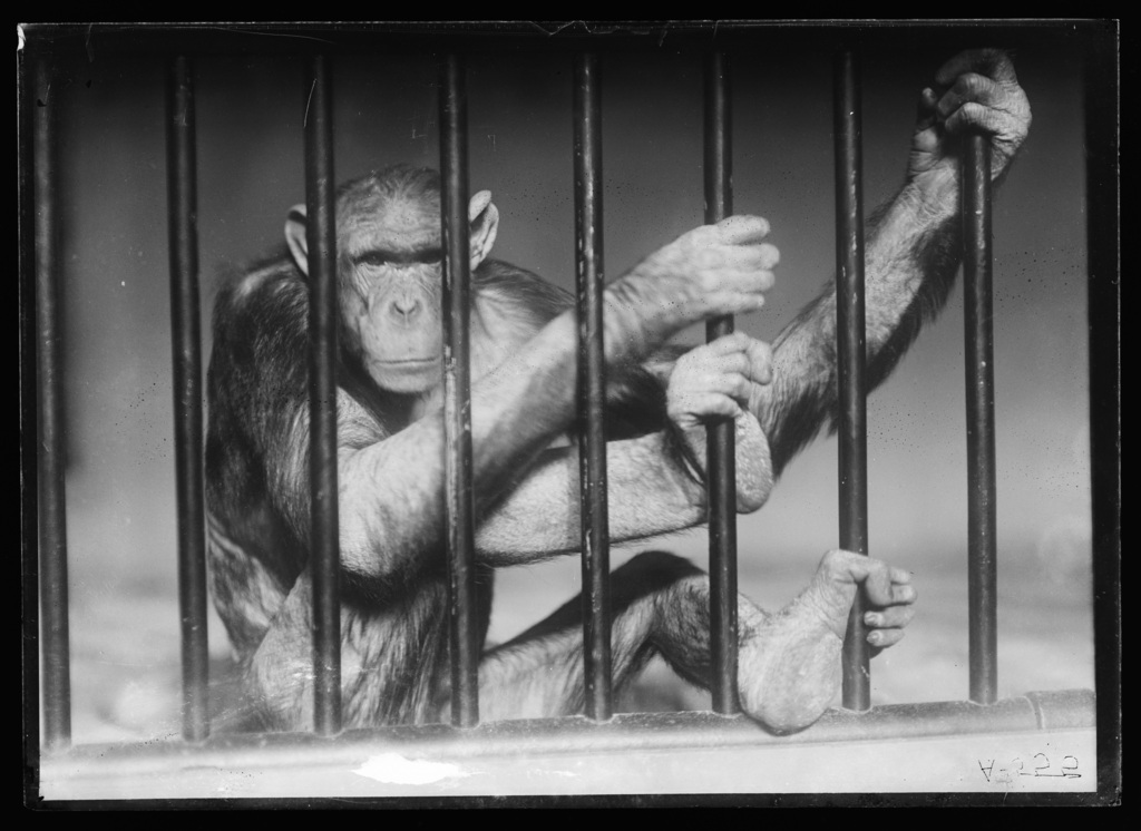 Black and white photograph of an ape behind bars.