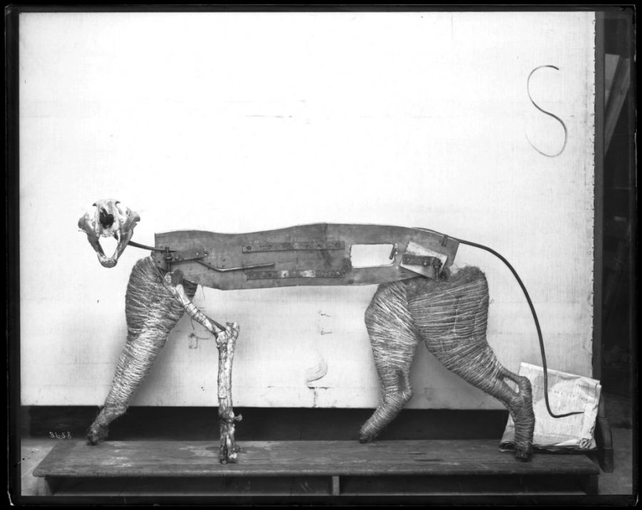 Taxidermy frame for tiger model for the United States National Museum.